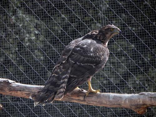 Azor · Accipiter gentilis