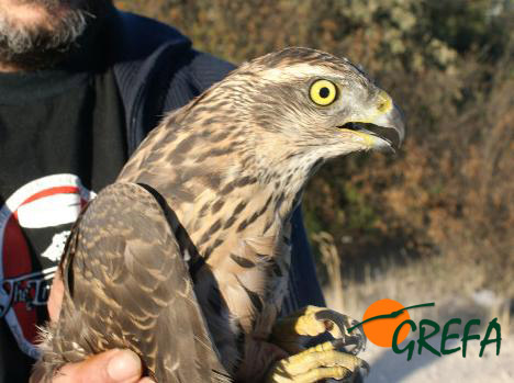 Azor · Accipiter gentilis