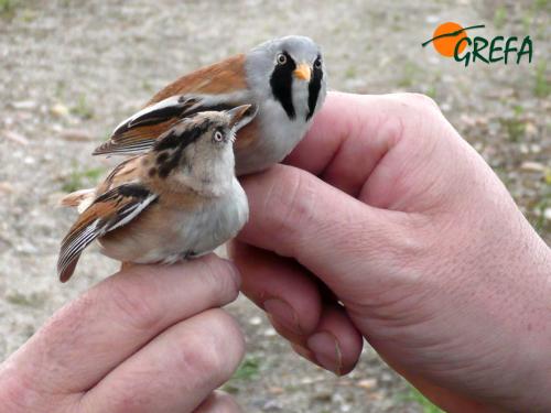 Bigotudo · Panurus biarmicus