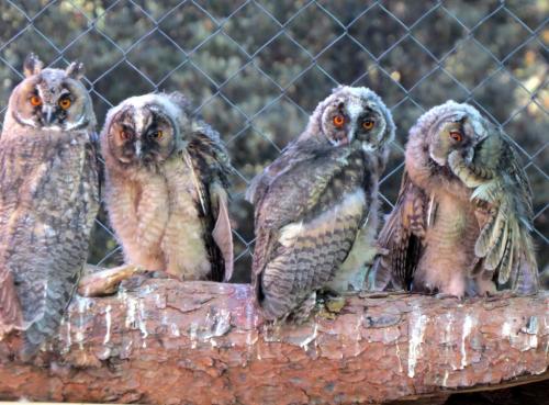 Búho chico · Asio otus