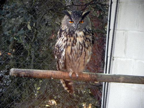 Búho real · Bubo bubo