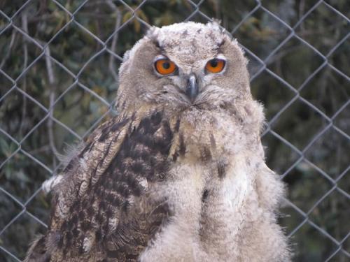 Búho real · Bubo bubo