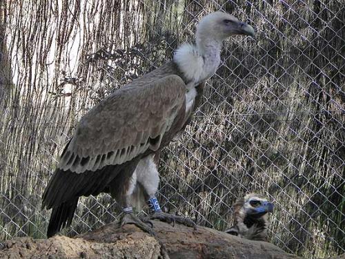 Buitre leonado · Gyps fulvus