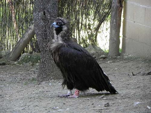 Buitre negro · Aegypius monachus