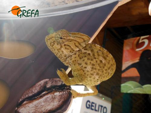 Camaleón · Chamaeleo chamaeleon