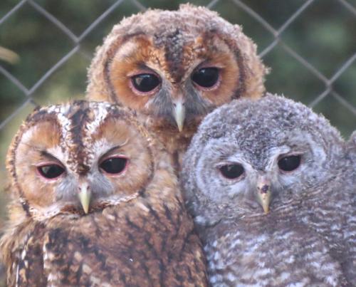 Cárabos · Strix aluco