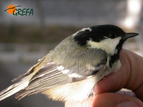 Carbonero garrapinos · Parus ater