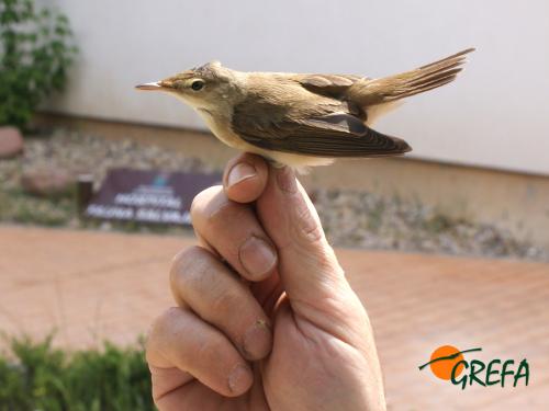 Carricero · Acrocephalus scirpaceus