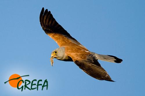 Cernícalo primilla · Falco tinnunculus