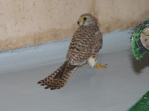 Cernícalo vulgar · Falco tinnunculus