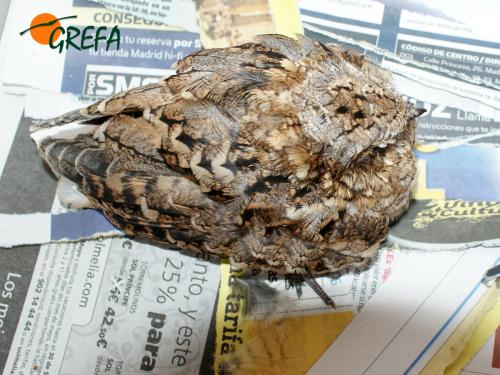 Chotacabras · Caprimulgidae