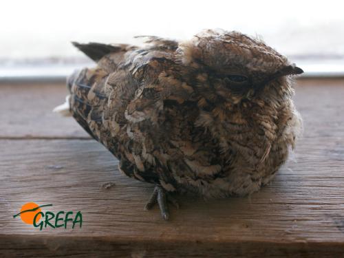 Chotacabras · Caprimulgidae