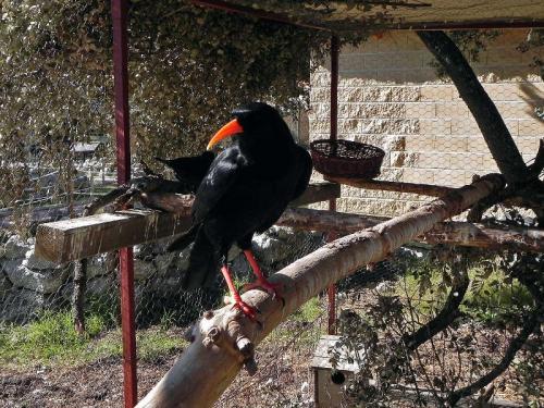 Chova piquirroja · Pyrrhocorax pyrrhocorax