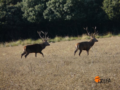 CIERVO · CERVUS ELAPHUS