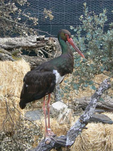 Cigüeña negra · Ciconia nigra