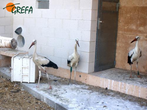 Cigüeña · Ciconia ciconia