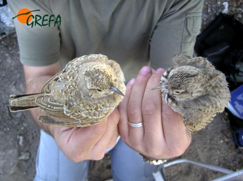 Cogujada común · Galerida cristata