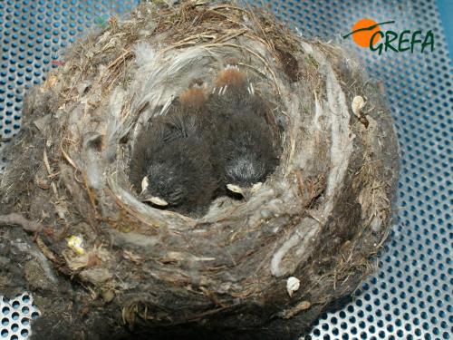 Colirrojo tizón · Phoenicurus ochruros