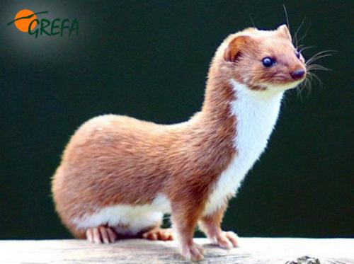 COMADREJA · MUSTELA NIVALIS
