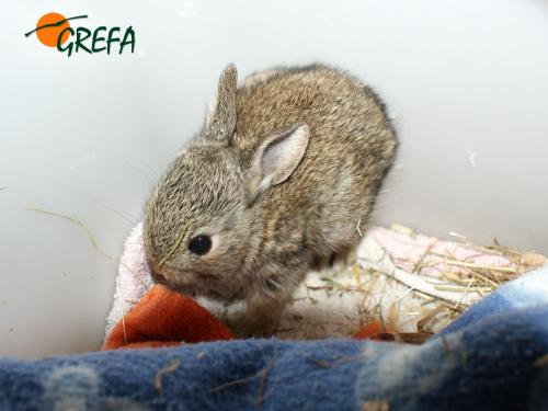 Conejo · Oryctolagus cuniculus