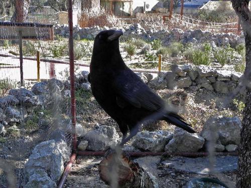 Corneja · Corvus corone