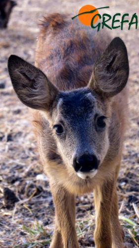 Corzo · Capreolus capreolus