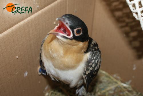 Críalo · Clamator glandarius