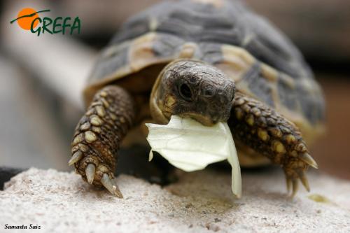 Tortuga mora · Testudo graeca