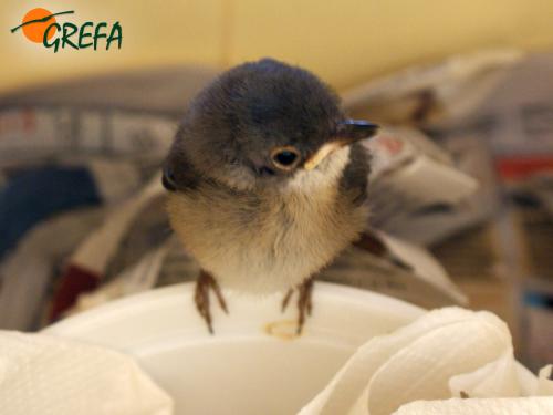 Curruca capirotada · Sylvia curruca