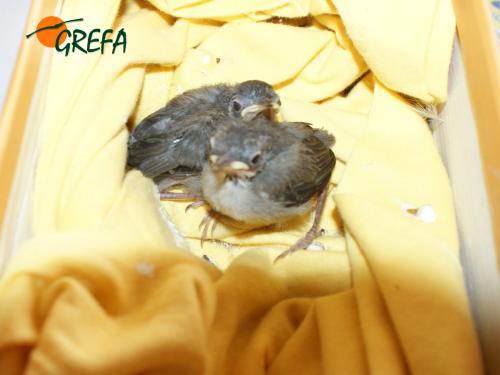 Curruca capirotada · Sylvia curruca