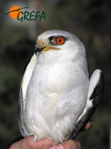 Elanio azul · Elanus caeruleus