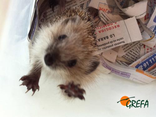 Erizo · Erinaceus europaeus