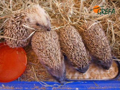 Erizo · Erinaceus europaeus