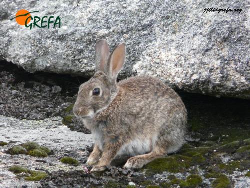 Conejo · Oryctolagus cuniculus