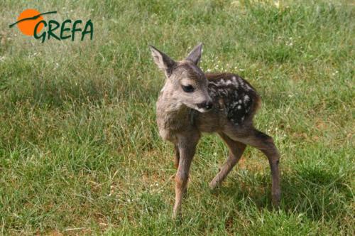 Corzo · Capreolus capreolus