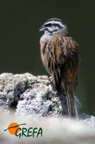 Escribano montesino · Emberiza cia