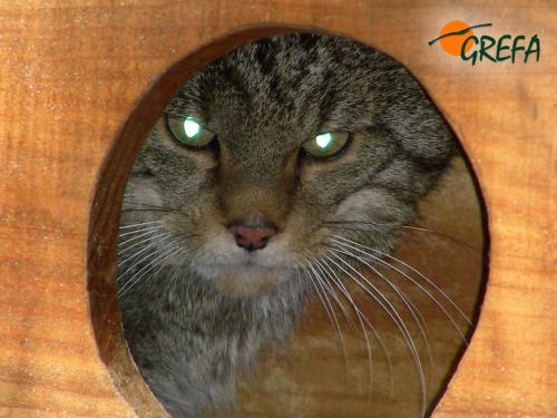 Gato montés · Felis silvestris