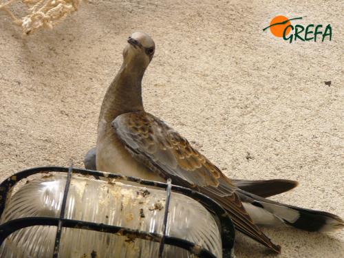 Tórtola común · Streptopelia turtur