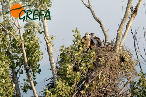 Águila imperial · Aquila adalberti