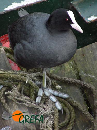 Focha común · Fulica atra