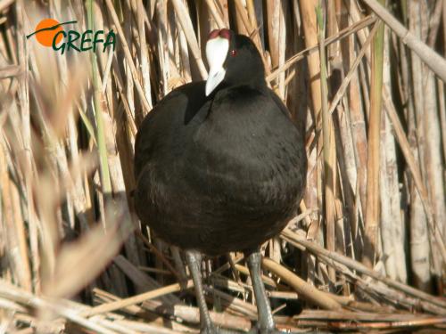 Focha cornuda · Fulica cristata