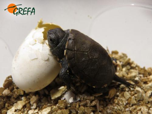 Galápago europeo · Emys orbicularis