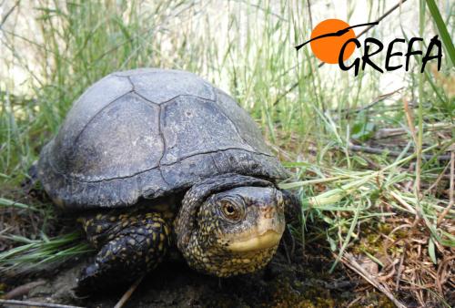 Galápago europeo · Emys orbicularis