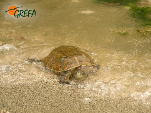 Galápago leproso · Mauremys leprosa