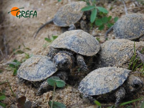 Galápago europeo · Emys orbicularis