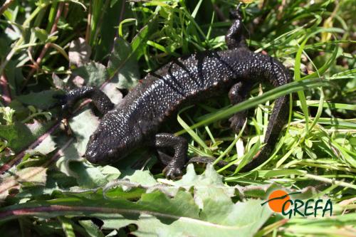 Gallipato · Pleurodeles waltl