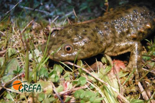 Gallipato · Pleurodeles waltl