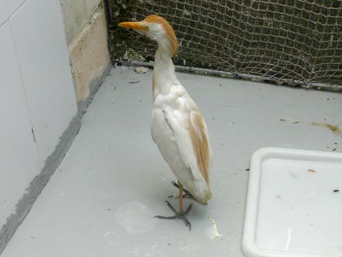 Garcilla bueyera · Bubulcus ibis