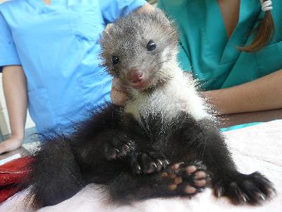 Garduña · Martes foina