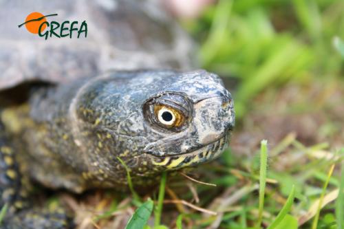 Galápago europeo · Emys orbicularis